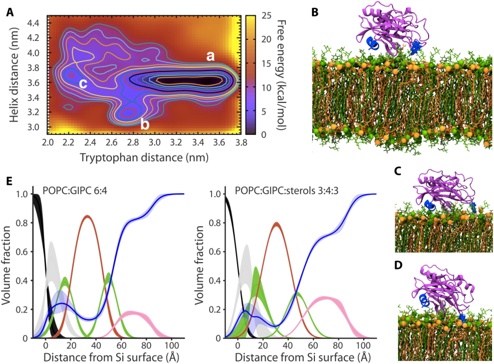 How do toxins from microbial pathogens damage plant membranes? UL