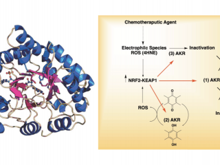 Mechanisms and prevention of cancer drug resistance