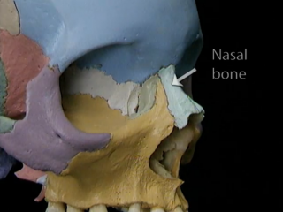 Dostop do zbirk Acland's Video Atlas of Human Anatomy, LWW Health Library Medical Education in MedOne Education