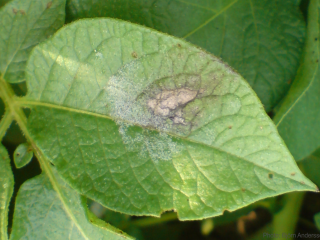 How do toxins from microbial pathogens damage plant membranes?